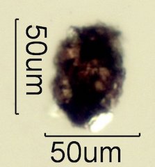 Asphalt Particle