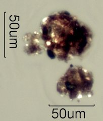 Asphalt Particle