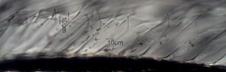 Robin Feather Barbule Villi