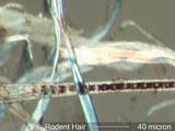 Rat Hair