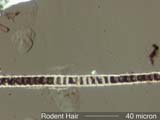 Rat Hair