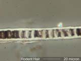 Rat Hair