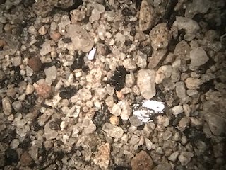 Ruku Pichincha Volcanic Sand