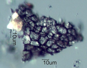 Russian Thistle Ash
