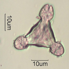 Pollen from Swedish Honey Under the Microscope