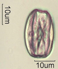 Sweet Yellow Clover (Melilotus officinalis) Pollen