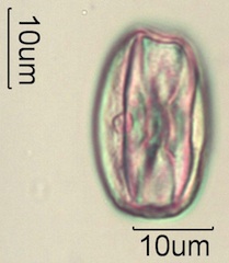 Sweet Yellow Clover (Melilotus officinalis) Pollen