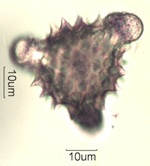 Cirsium sp. Pollen