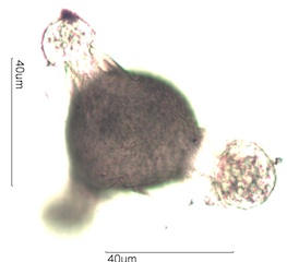 Honey Suckle Pollen