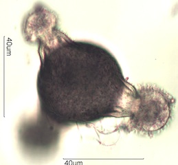 Honey Suckle Pollen