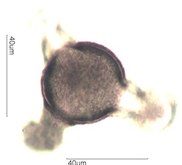 Honey Suckle Pollen