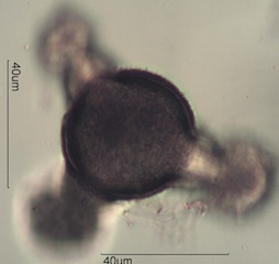 Honey Suckle Pollen