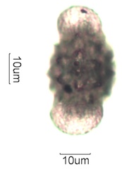Cirsium sp. Pollen