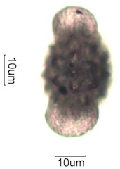 Cirsium sp. Pollen