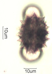 Cirsium sp. Pollen