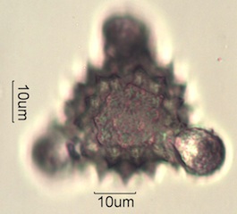 Cirsium sp. Pollen