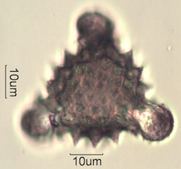 Cirsium sp. Pollen