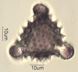 Echinate Pollen