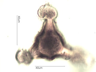 Honey Suckle Pollen