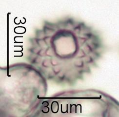 Washington State Honey Pollen Under the Microscope