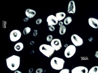 Sago Starch Under the Microscope