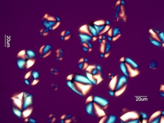 Sago Starch Under the Microscope