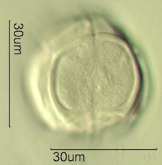 Salal Pollen