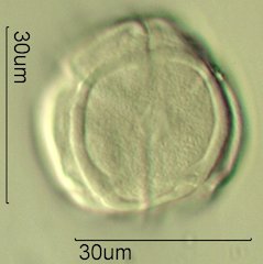 Salal Pollen