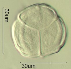 Salal Pollen