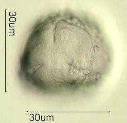 Salal Pollen