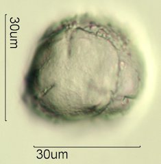 Salal Pollen