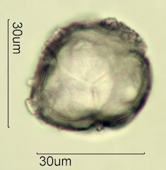 Salal Pollen