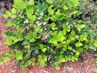 Salal