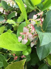 Salal