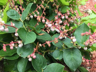 Salal