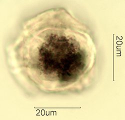 Salal Pollen