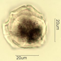 Salal Pollen