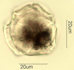 Salal Pollen