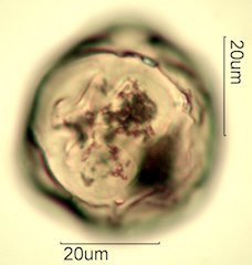 Salal Pollen