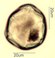 Salal Pollen