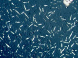 Nitrate and Gypsum Salts