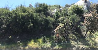 Southern California Chaparral