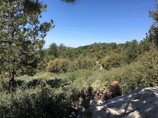 Southern California Chaparral