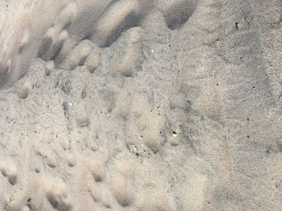 Beach Sand From San Carlos, Mexico, Sea of Cortez