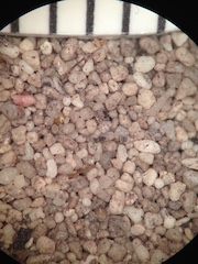 Beach Sand From Grand Turk, Caribean Sea