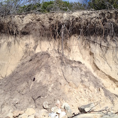 Beach Sand From Grand Turk, Caribean Sea