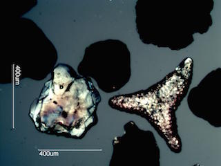 Beach Sand From Grand Turk, Caribean Sea