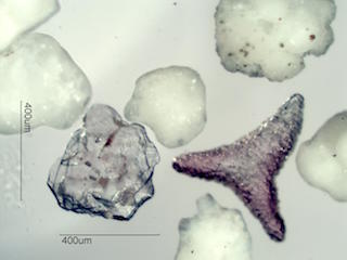 Beach Sand From Grand Turk, Caribean Sea