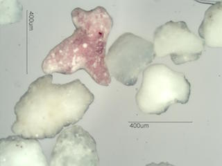 Beach Sand From Grand Turk, Caribean Sea