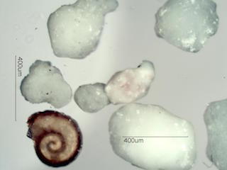 Beach Sand From Grand Turk, Caribean Sea